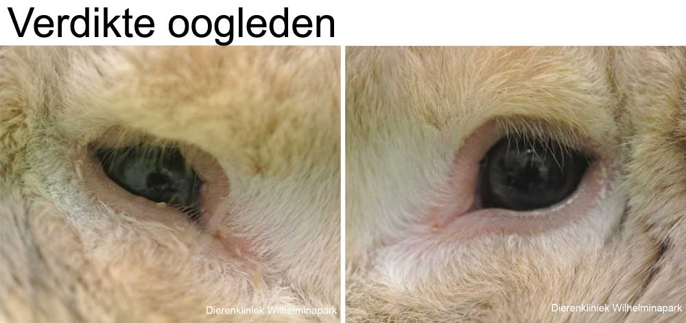 Konijn Bambi was acuut ziek geworden, ze had verdikte rode verdikte oogleden